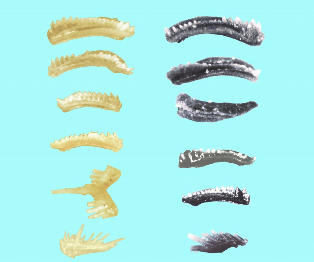 Pelsói korú konodonták